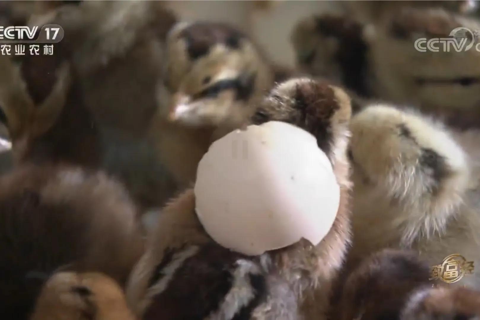 一小伙承包荒山搞养殖年挣百万,河北小伙种100亩地一年赚多少钱