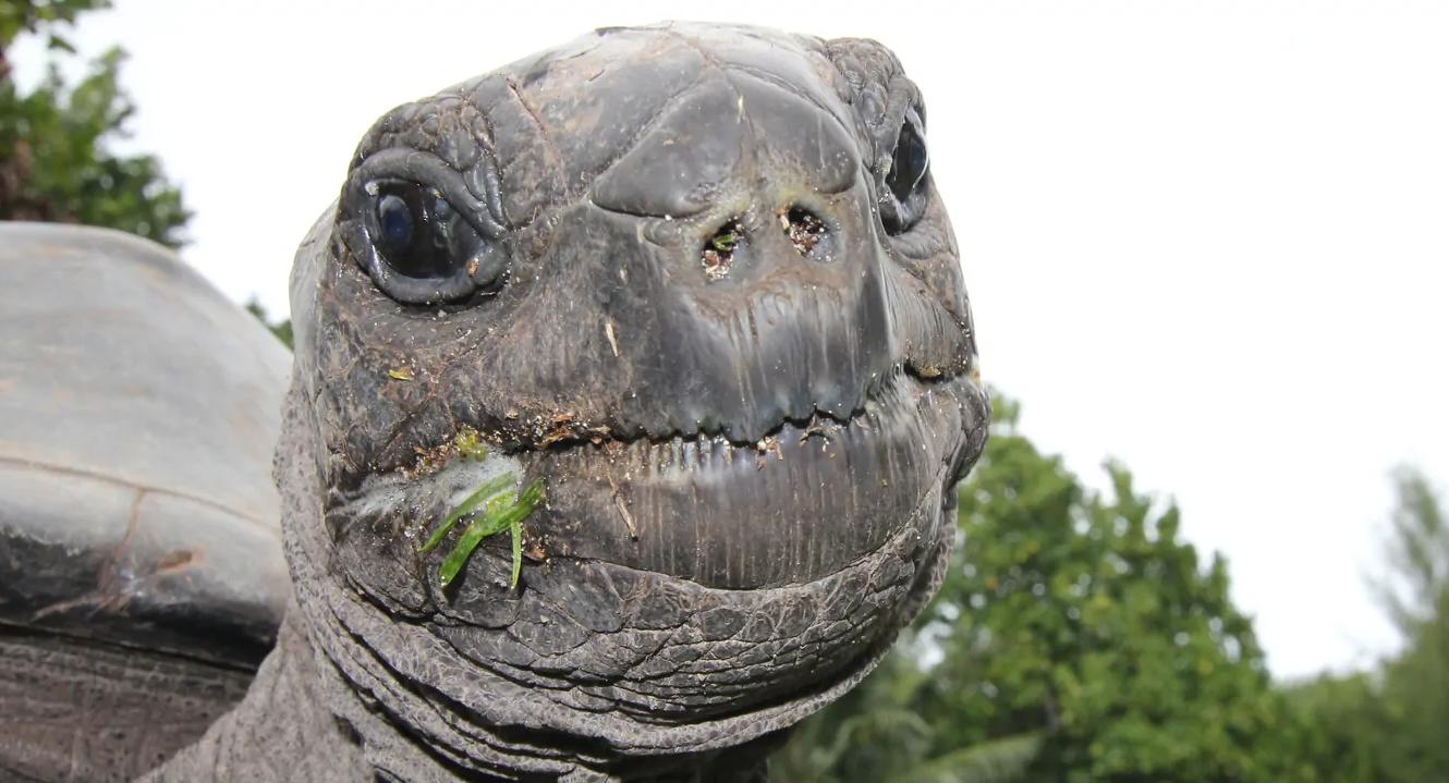 一般来说判断龟的年龄越深越老,龟生长慢的原因