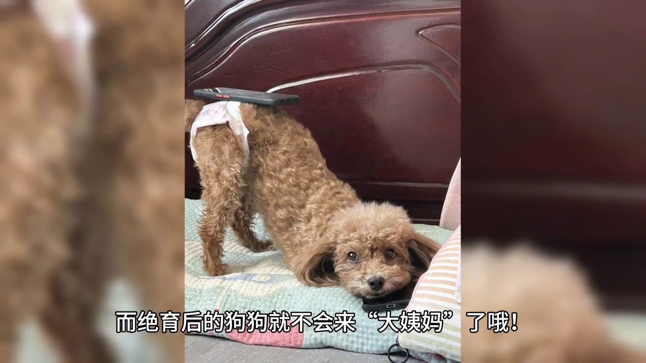 柴犬经历“大姨妈”，穿上生理裤，用热水袋敷在肚子上
