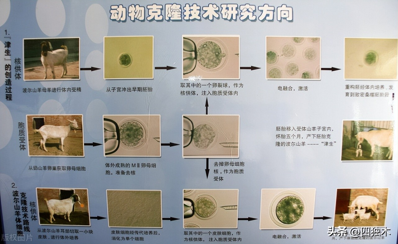 基因编辑、动物保护,如何扯下了人类“虚伪”的遮羞布?
