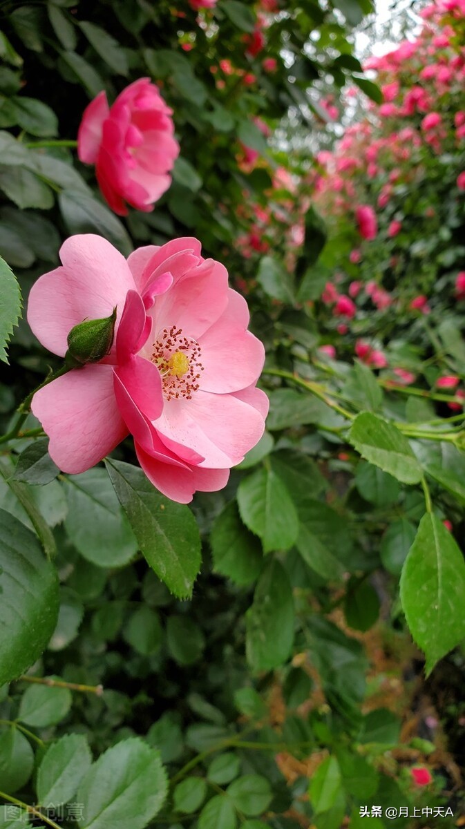 咏月季花七绝,咏月季花七绝七言诗