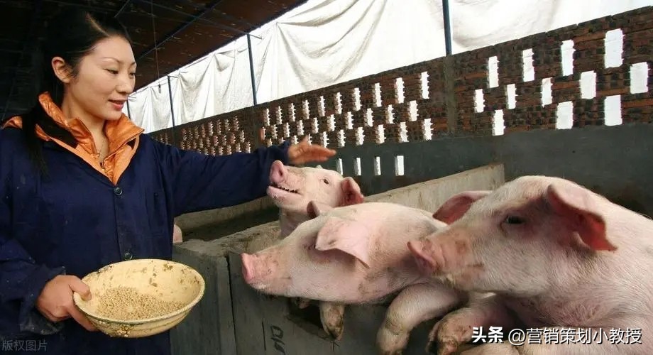 一位农村小伙子养猪年赚百万,养猪怎样一年赚1000万