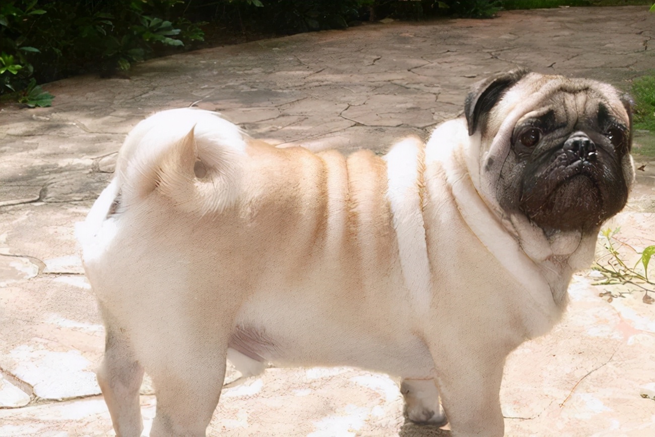 巴哥犬经常呕吐没消化的狗粮,巴哥犬吃了鱼刺呕吐怎么办