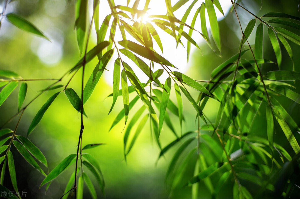 一首经典的写春天的古诗词,关于春天的古诗词有多少首