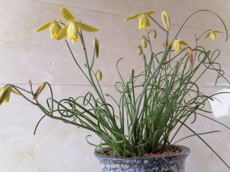 8种多肉太上头，外形独特又可爱，让人直呼太有趣了