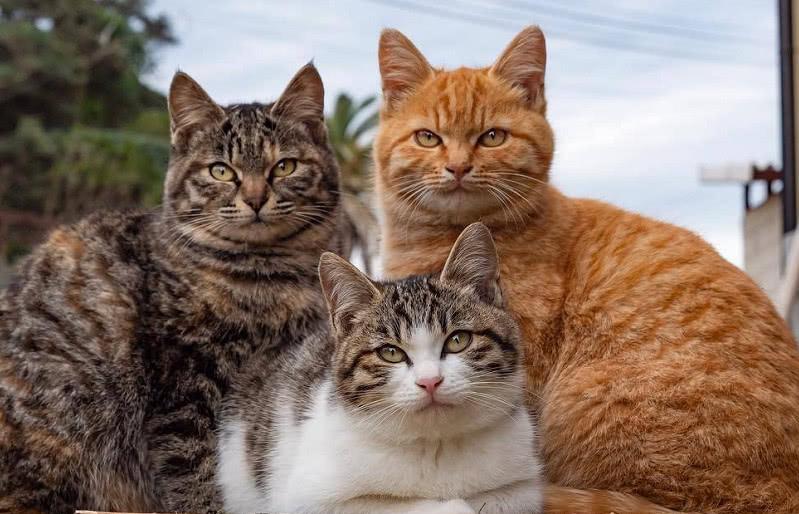 不管多有钱这几种猫不建议养,再有钱也不要养这五种猫