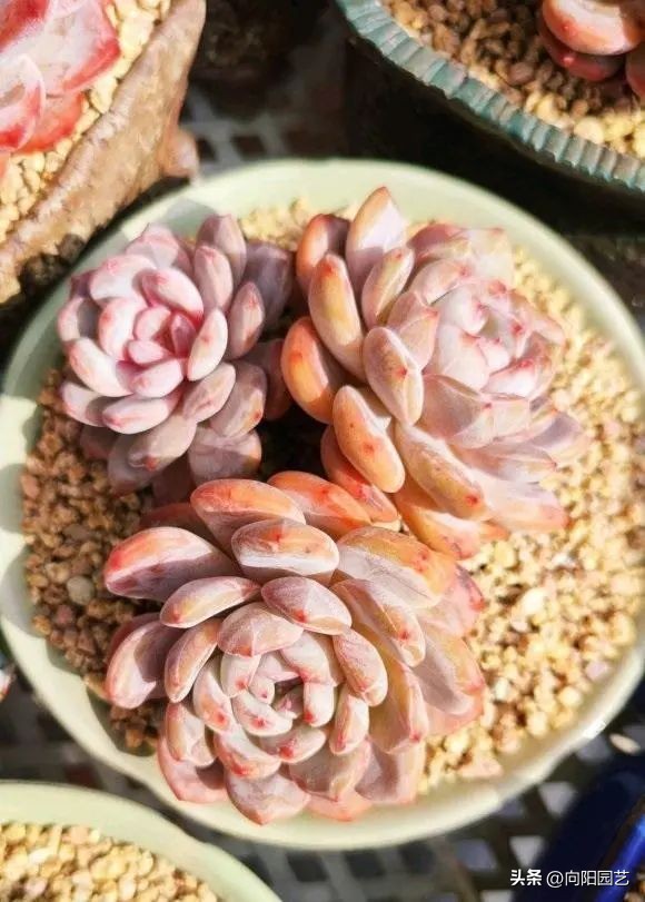 多肉质量有区别，能买北方的，不买南方的，养过就知道了