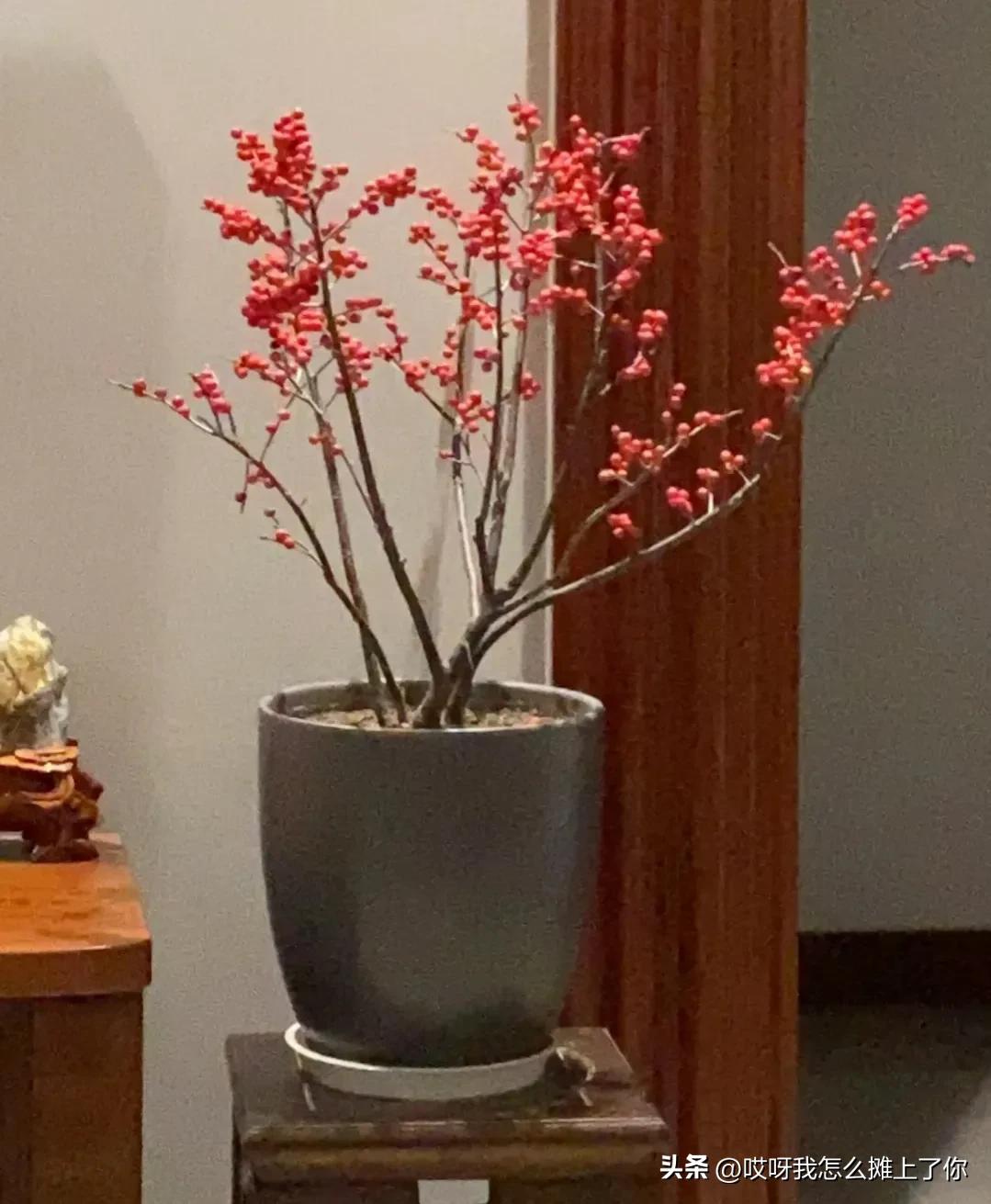 北美冬青,北美冬青的卖点