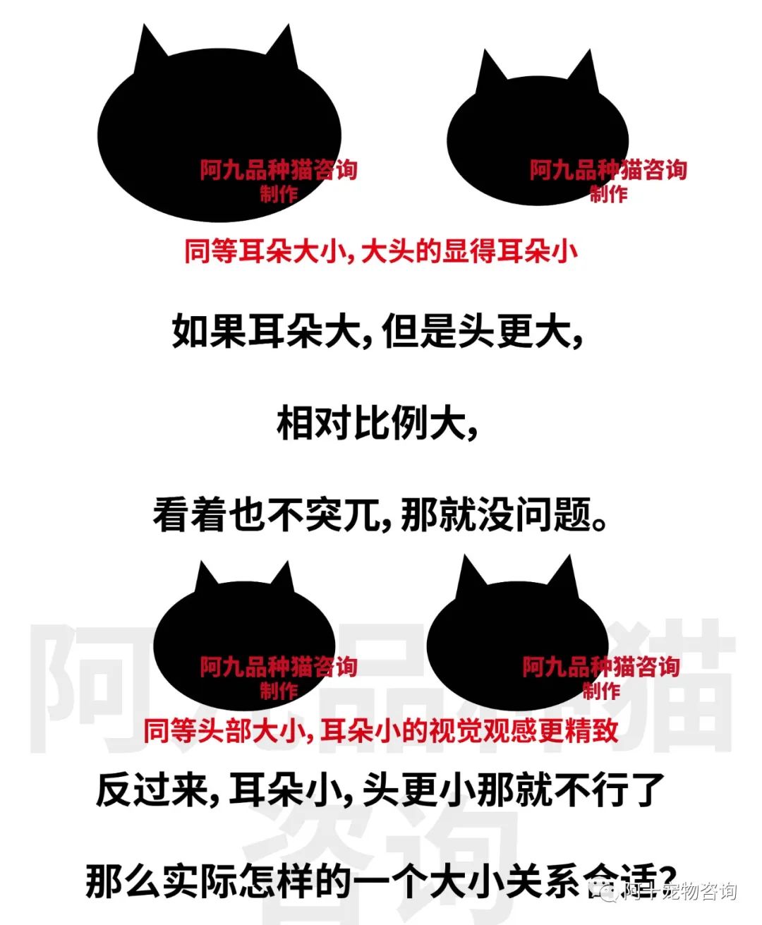 英国短毛猫蓝金渐层特征,英国短毛猫金渐层十一色