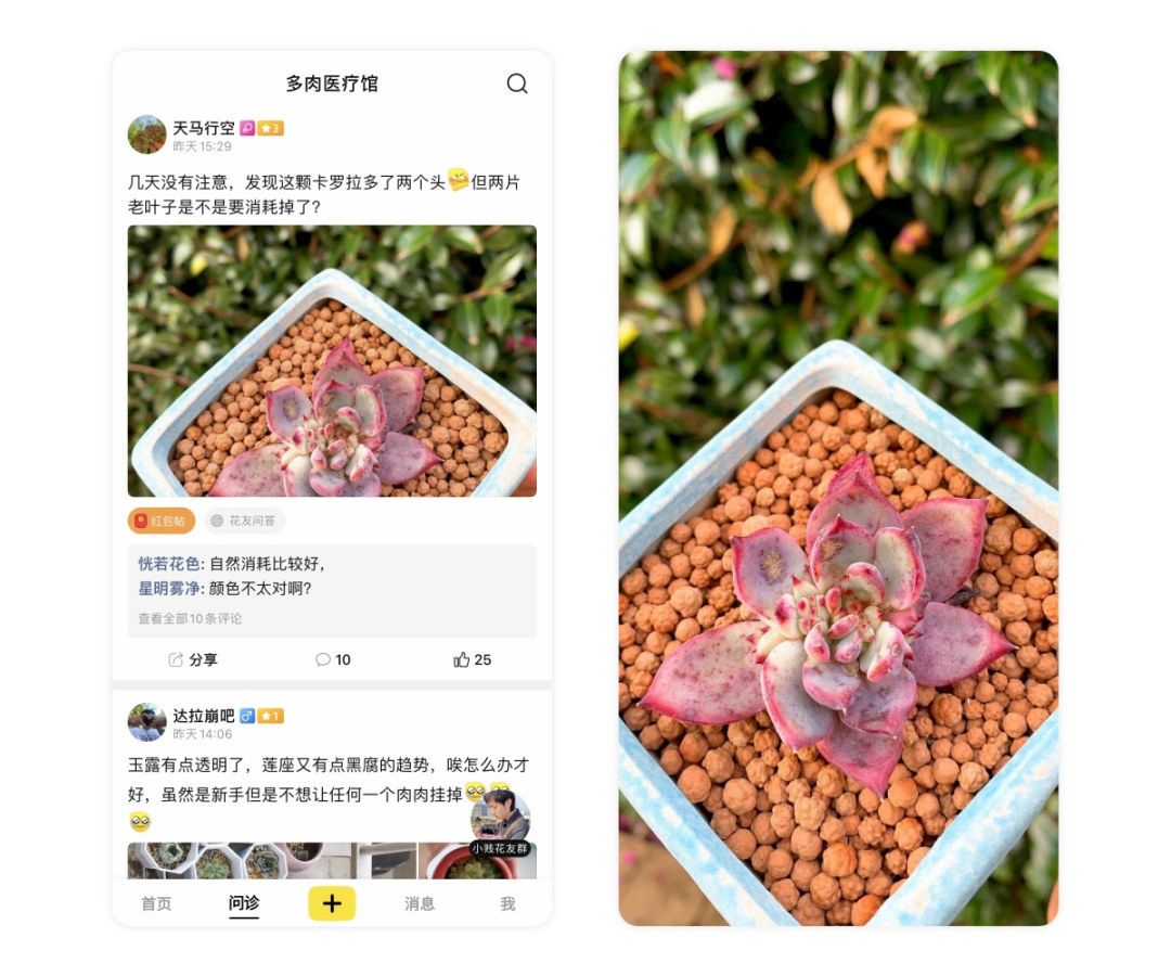 多肉长白霜病不喷药能好吗,多肉黑霉病的原因及治疗方法