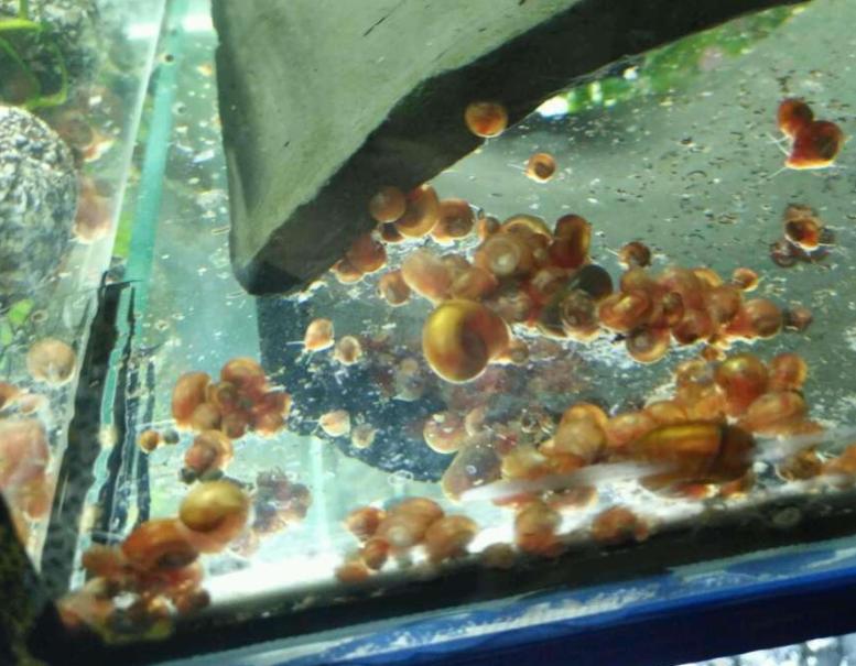 鱼缸长螺怎么治理,鱼缸爆螺的危害有哪些