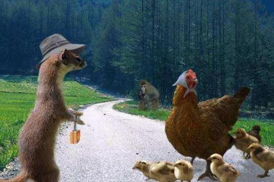 偷吃鸡的黄鼠狼也是保护动物吗,黄鼠狼是被保护的野生动物吗