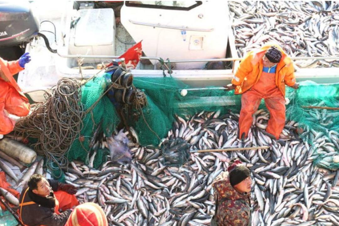 最“土味”的海鲜,这座山东小城吃得有多猛?