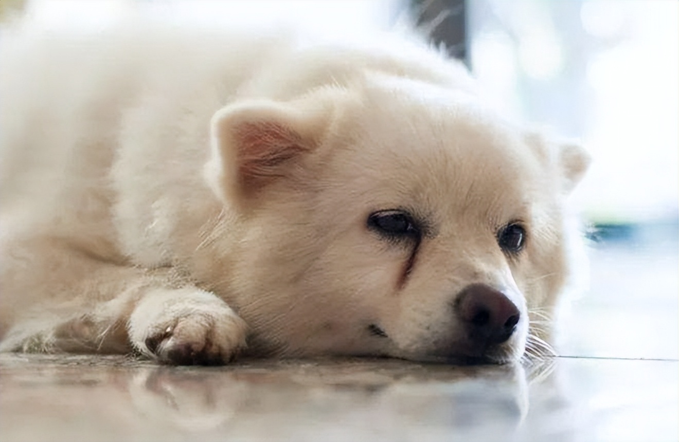 去泪痕狗专用狗粮,去泪痕狗粮排行榜第一名