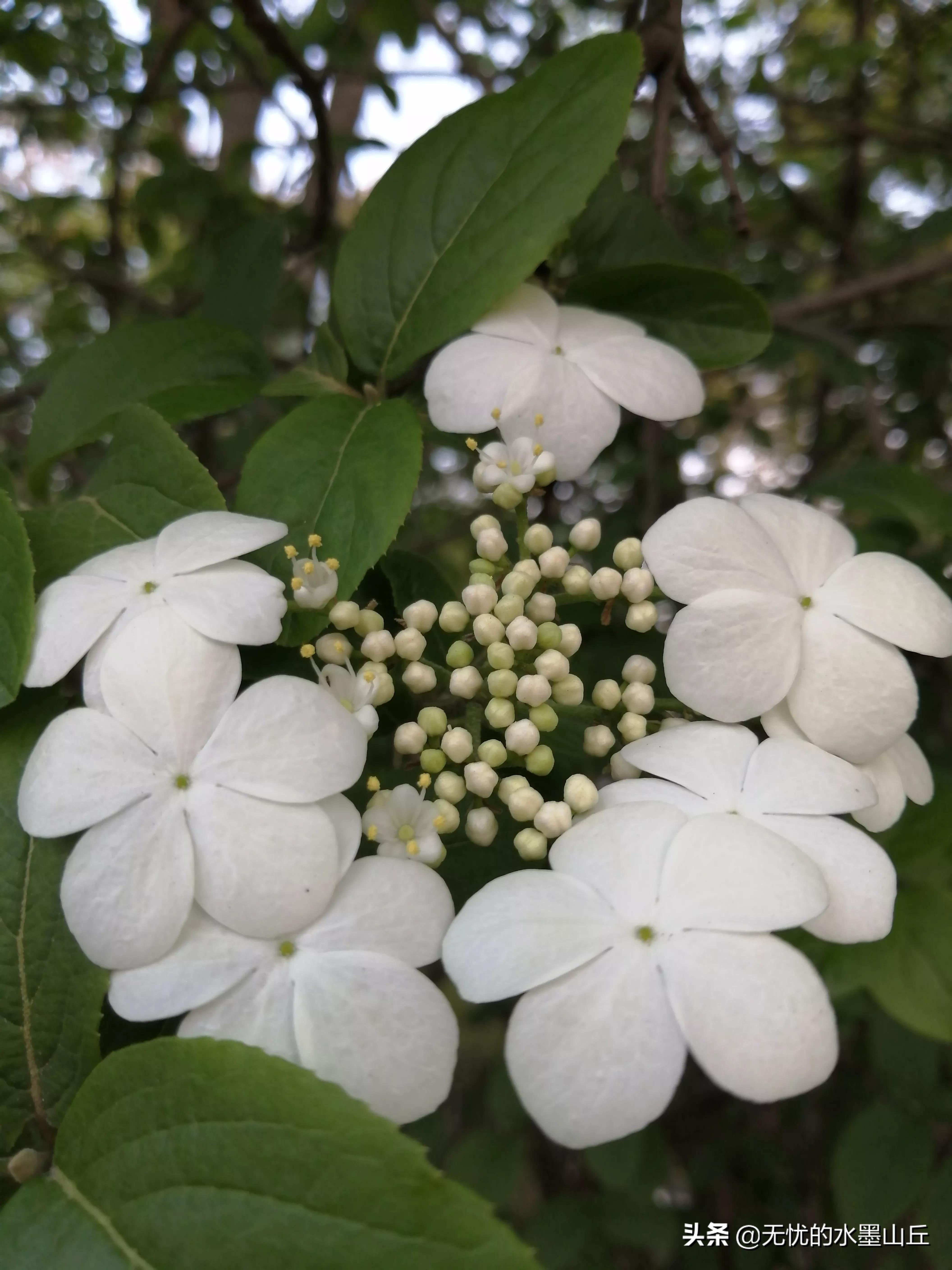 隋朝历史上的琼花之殇,隋朝时的琼花是什么样的