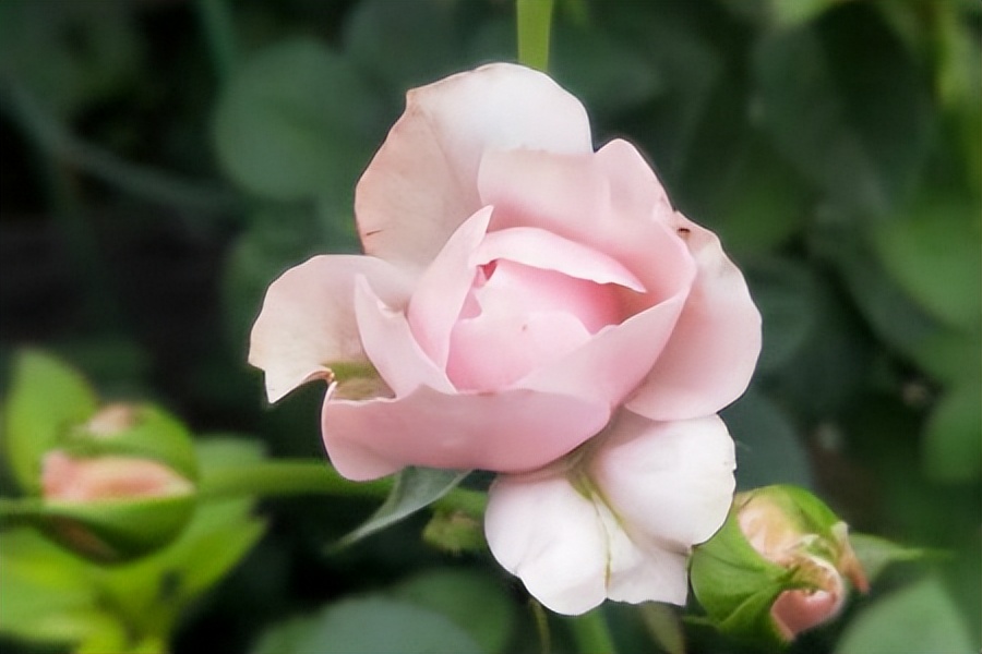 关于月季花的优美诗句,描写月季的诗句古诗名句