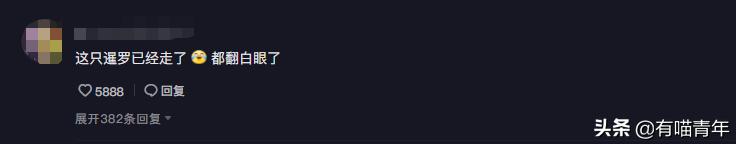 “谁再给猫喝酒，我扇烂ta的嘴巴！”