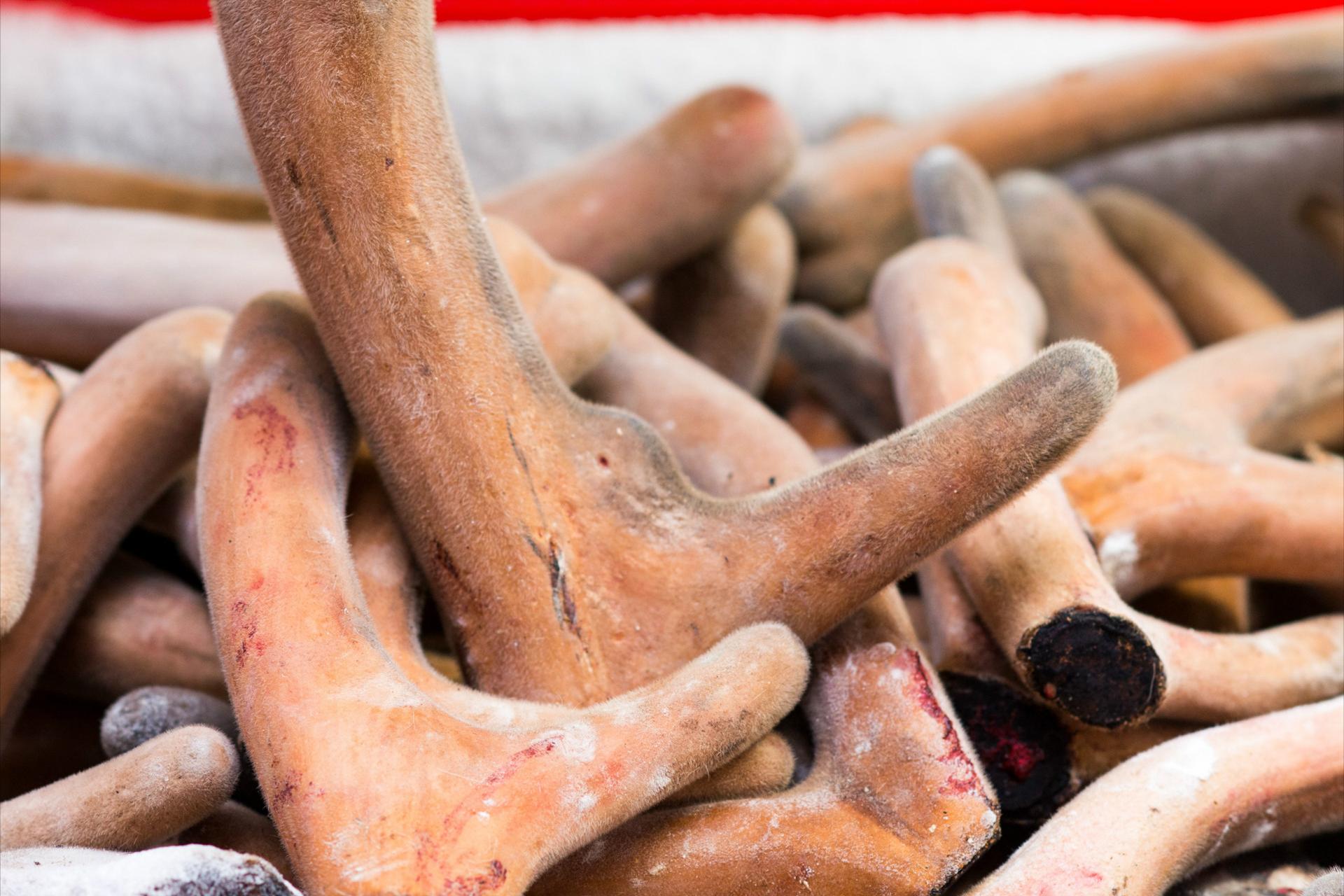 比黄金还要贵的中药材,最大的鹿茸贵吗