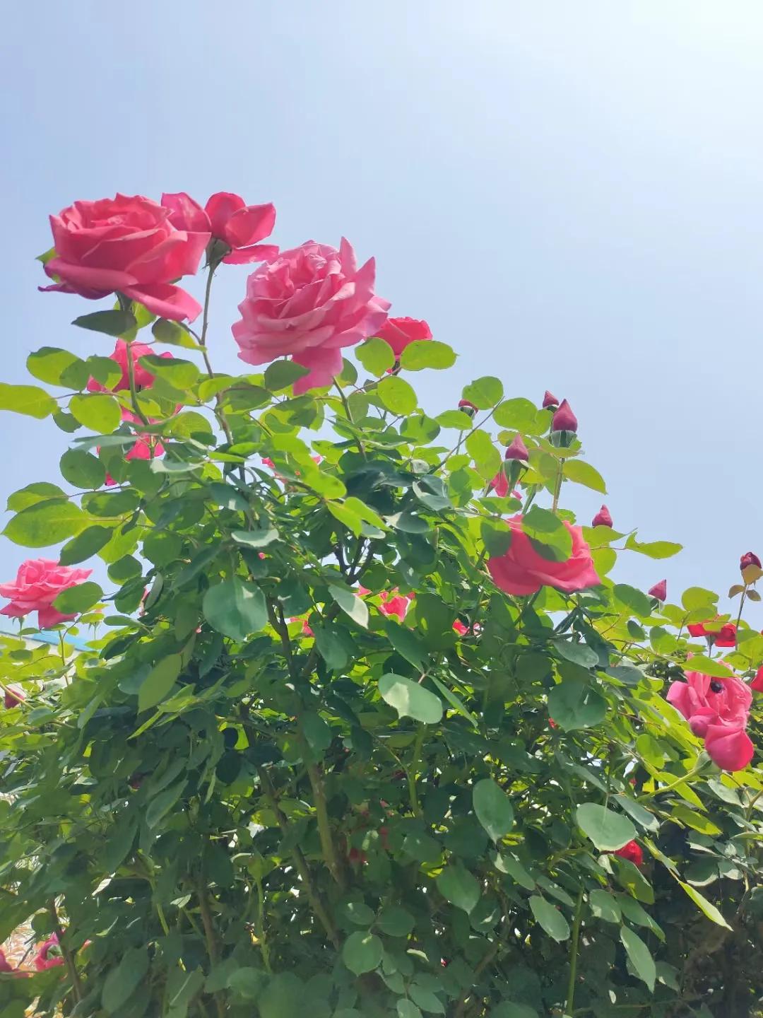 实习生的报酬怎么税前扣除,支付实习生报酬税前扣除管理办法