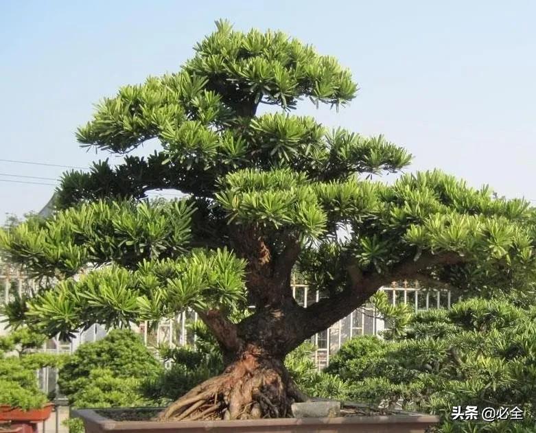 别墅豪宅4选一,别墅豪宅有哪些景观树