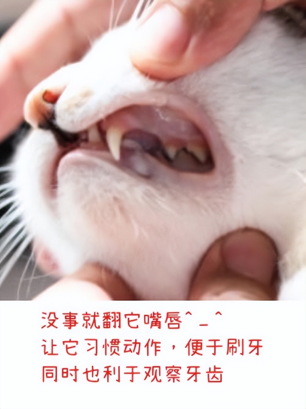 猫换牙齿,猫换牙会有什么症状