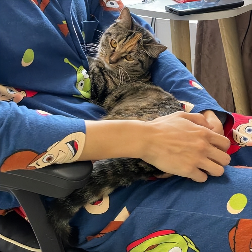 中华田园猫怎么养,中华田园猫为什么不建议养