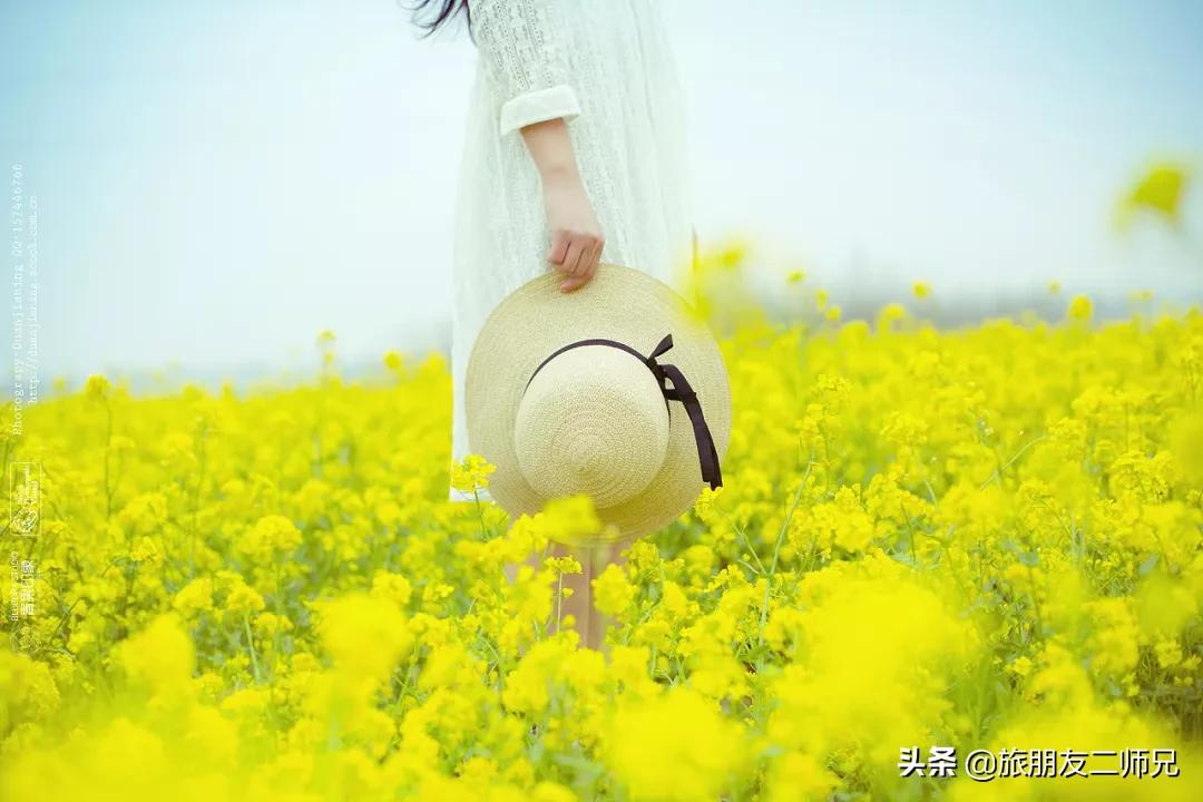 广州花都梯田油菜花,广州徒步赏油菜花路线