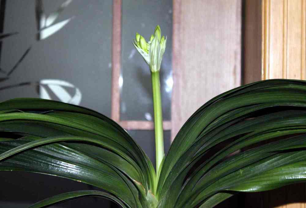 君子兰催花期可以用花多多12号吗,君子兰催花用什么最好养