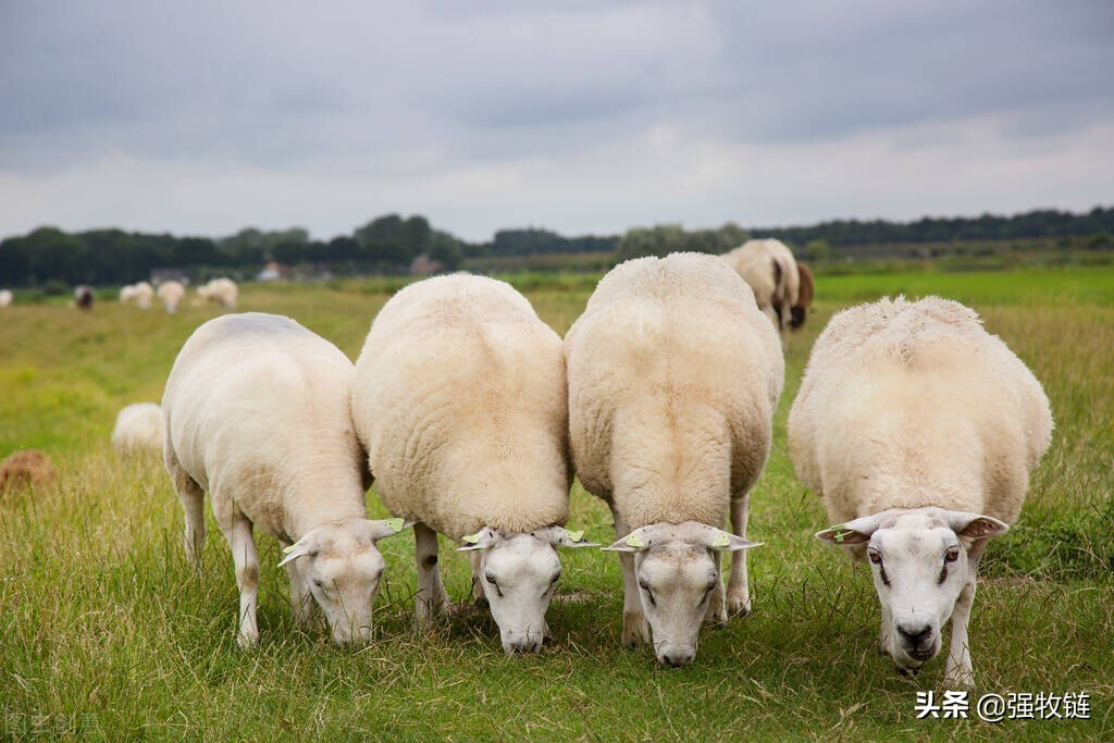 羊蹭墙是怎么回事,羊体内外寄生虫用什么驱虫药好