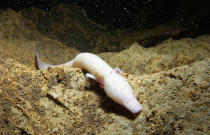 地球最像龙的人物,地球上最像外星物种的动物是章鱼