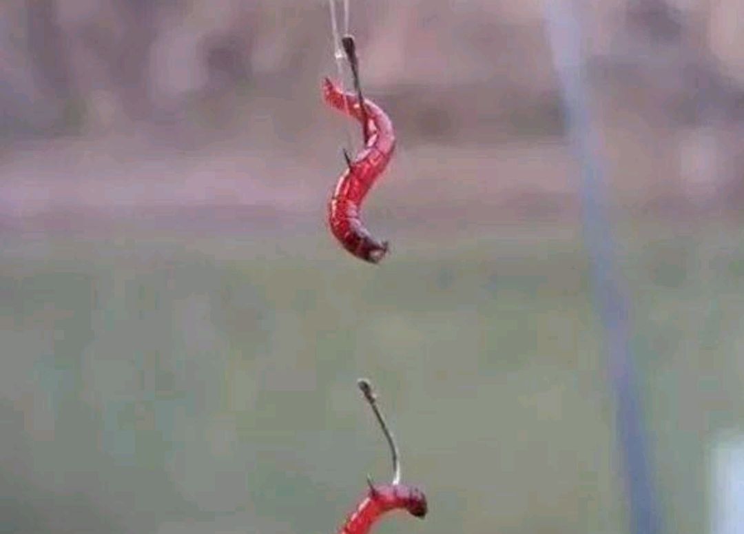 河里捞红虫赚钱吗,捞红虫一天能赚一万元