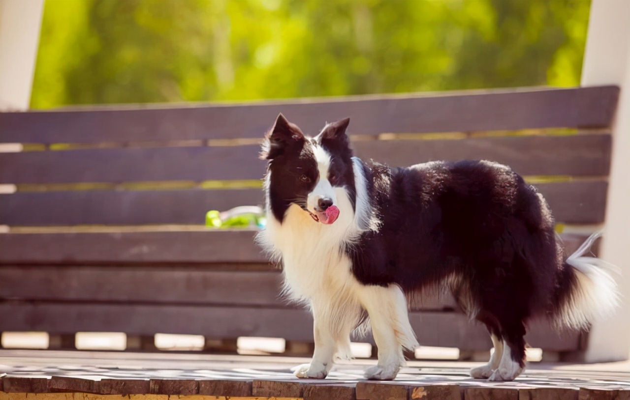 边牧狗瘟发烧怎么治,边牧发烧了吃什么