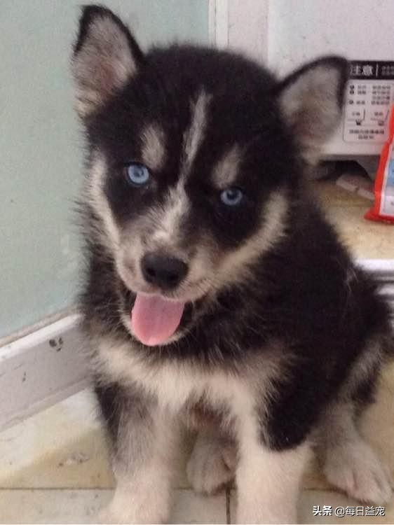 男子800块买二哈，问纯不纯？网友神回复：纯到非洲去了