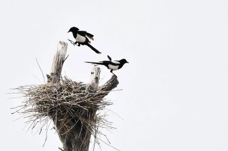 喜鹊的窝杂乱不堪为什么不怕风雪,喜鹊窝搭得乱七八糟为何不怕风雪