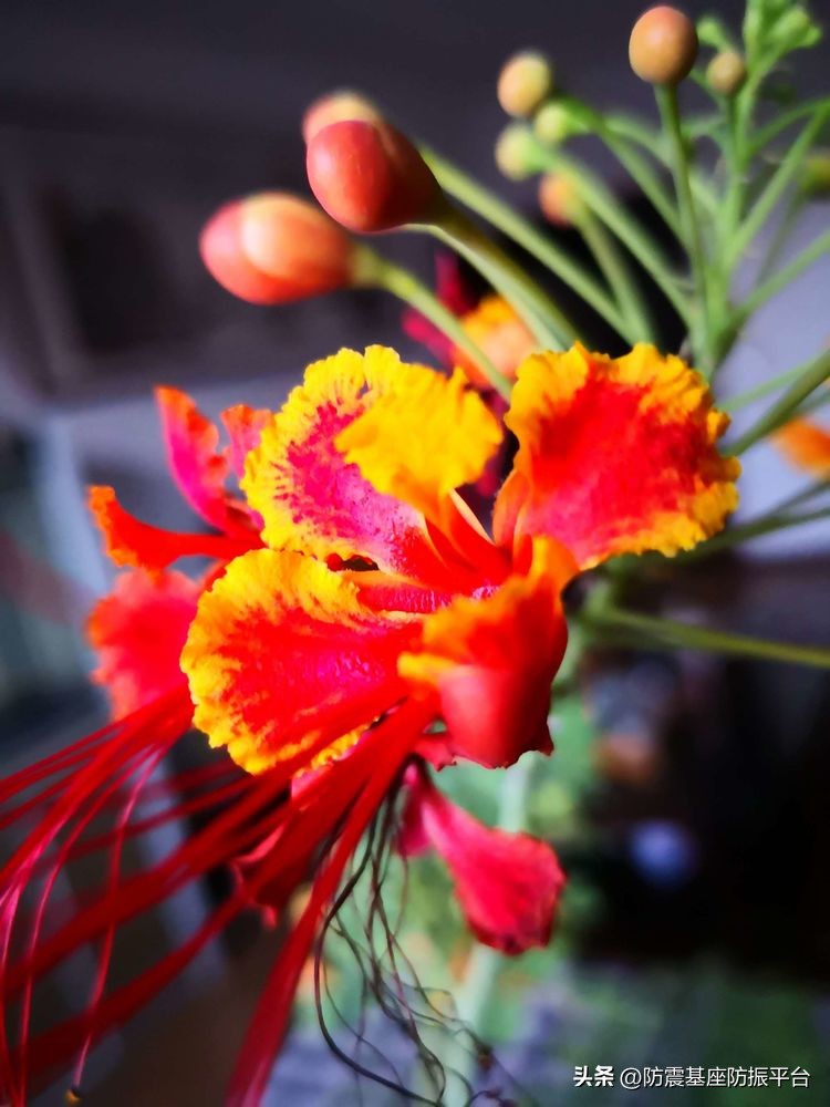 从发芽到开花的乐趣,从种子到果实成熟的感悟