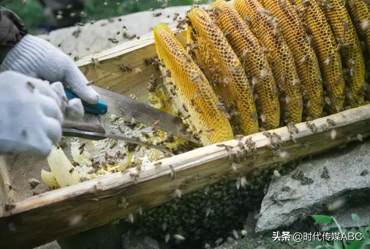 武都土特产有哪些,平武大山深处