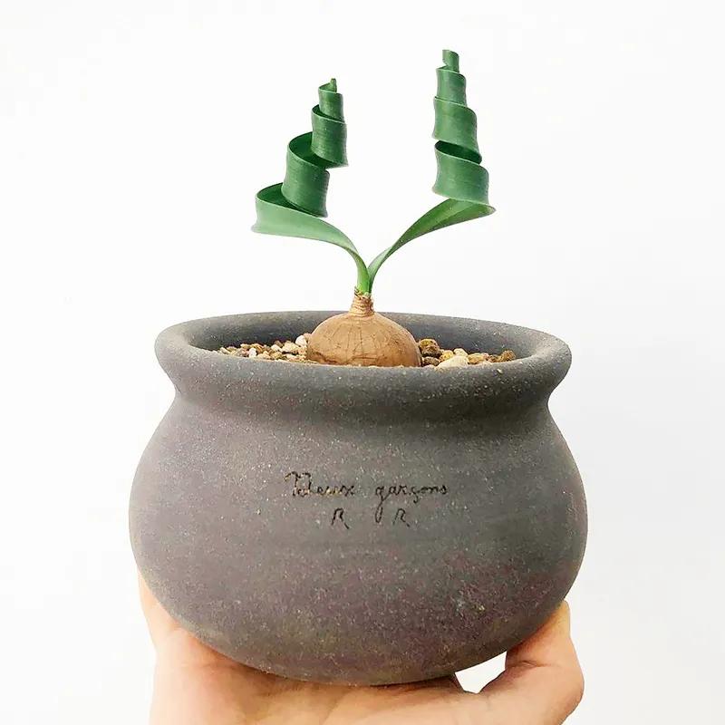 五种耐旱的花卉,5种花浇不死浇水越多长得越旺