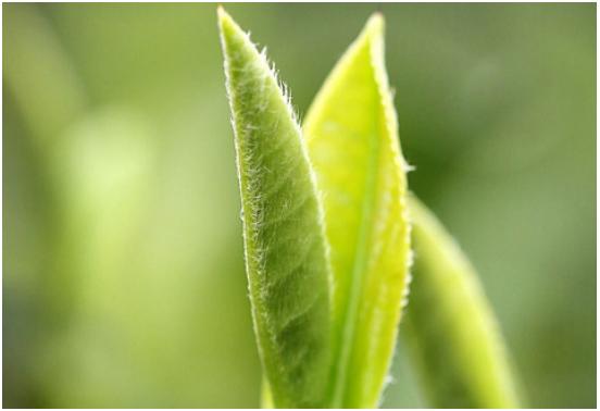 茶叶怎么买才知道是好茶,买茶时要留意这5种茶