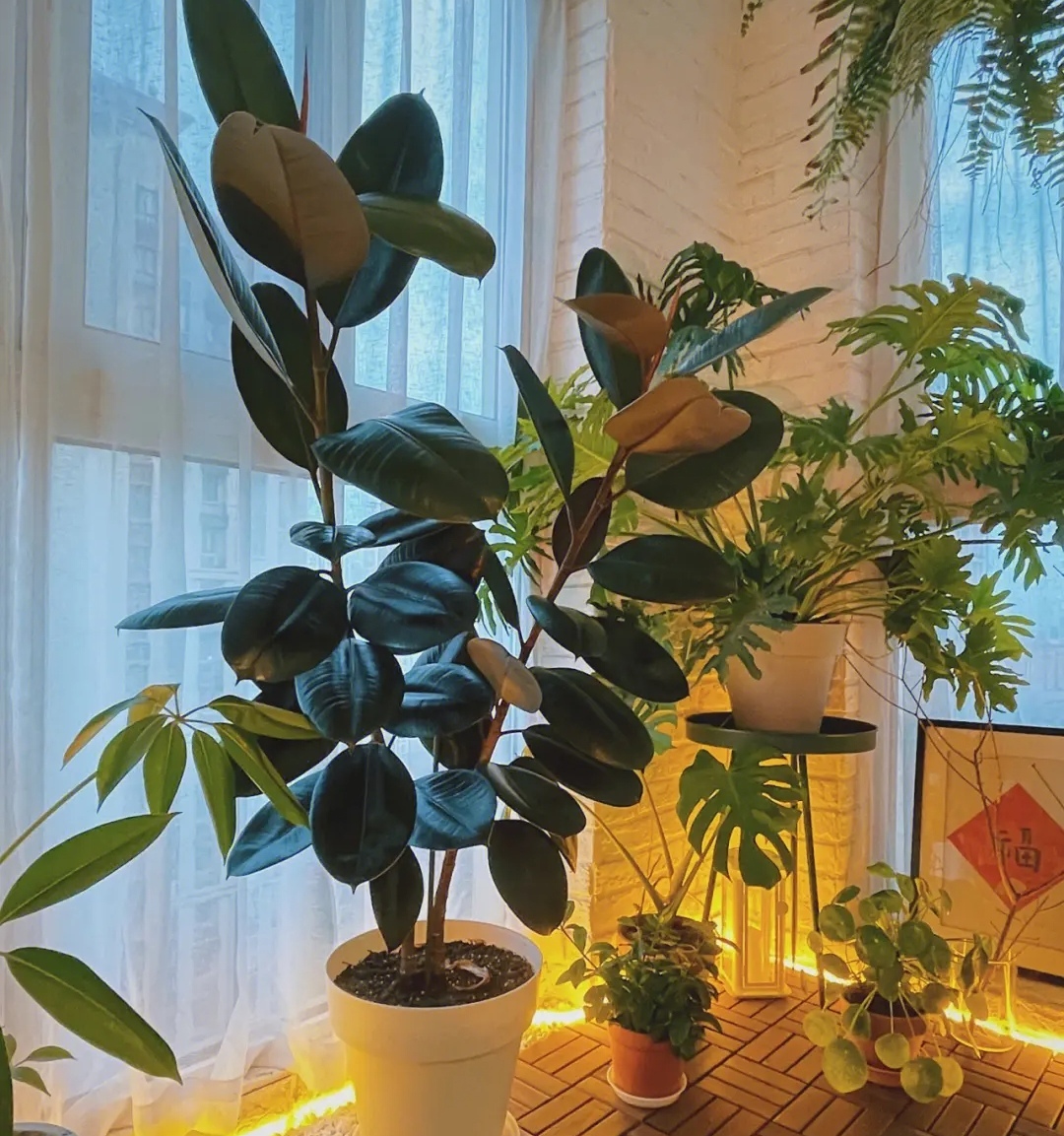 客厅最旺财的5种花,最适合客厅养的四种树