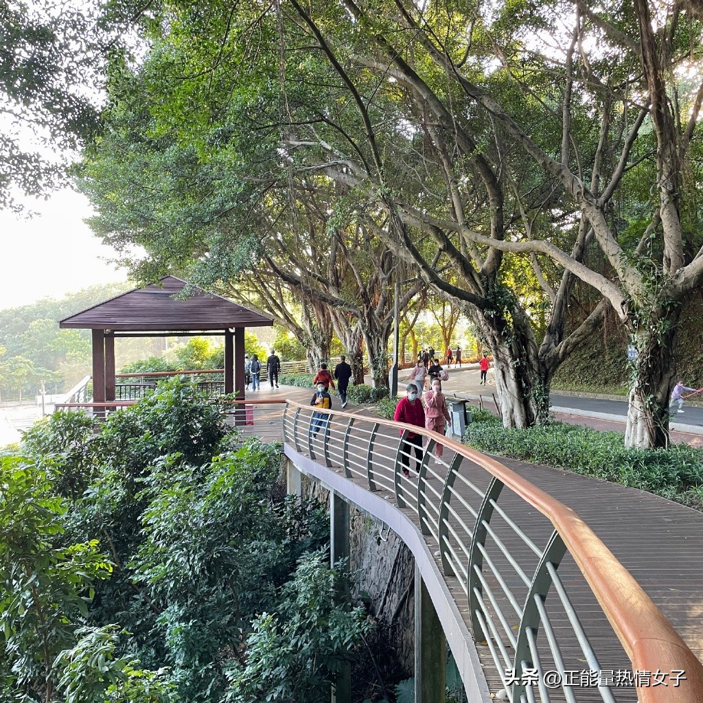 深圳市罗湖淘金山绿道登山口,深圳淘金山绿道海拔高