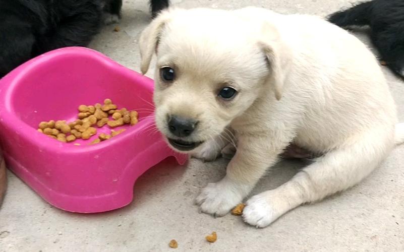 幼犬喂养小知识有哪些 (小马犬幼犬喂养小知识)