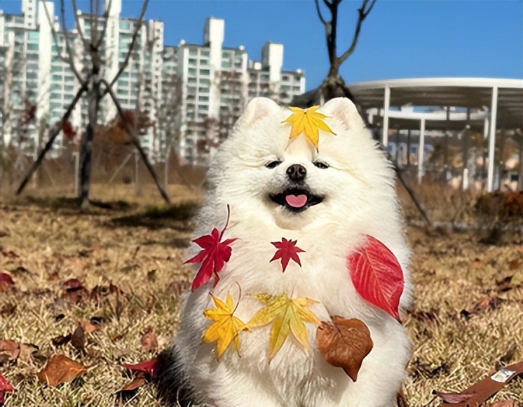 名媛拼团文案朋友圈,名媛拼团搞笑文案