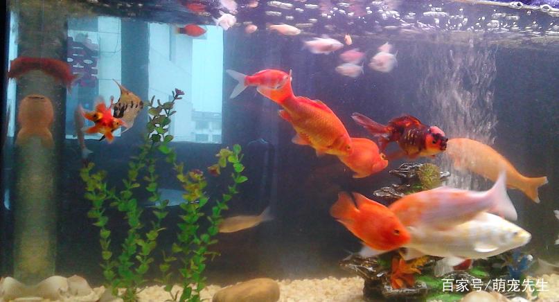 养鱼的技巧和方法大全,家庭养鱼的方法和技巧