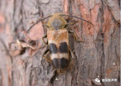 蛀干害虫为害症状识别,什么是蛀干害虫