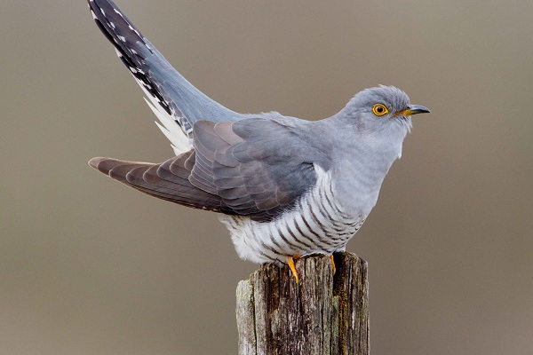 杜鹃鸟鸠占鹊巢是真实的吗,杜鹃鸟鸠占鹊巢同归于尽