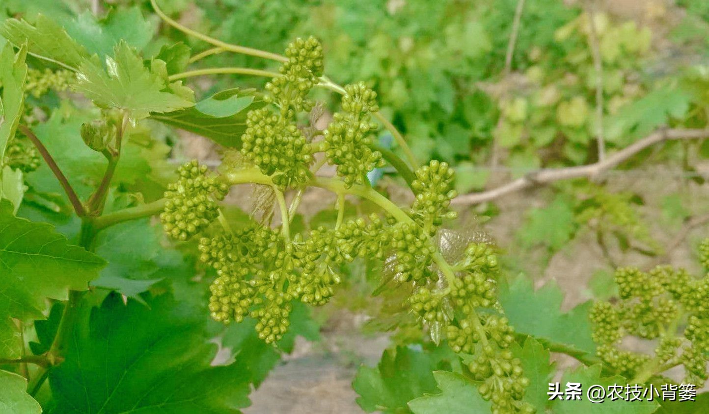 怎样解决葡萄大小不一的问题,解决葡萄发芽不整齐的问题