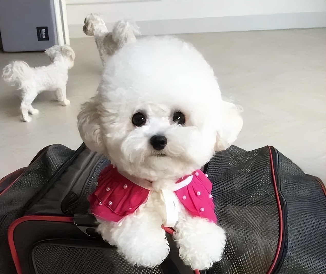 告诉狗狗秘密,告诉你一个秘密养猫千万别养黑猫