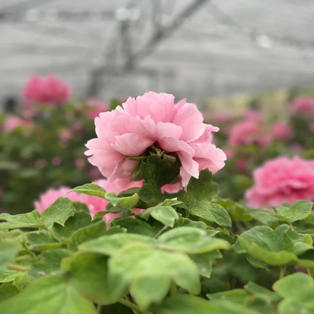 设计知旅第64期丨郑在洛地：设计师职业探索走进神都洛阳