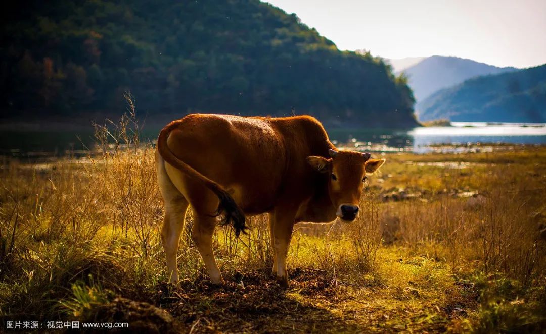 牛是人类最好的朋友,牛为什么是人类好朋友