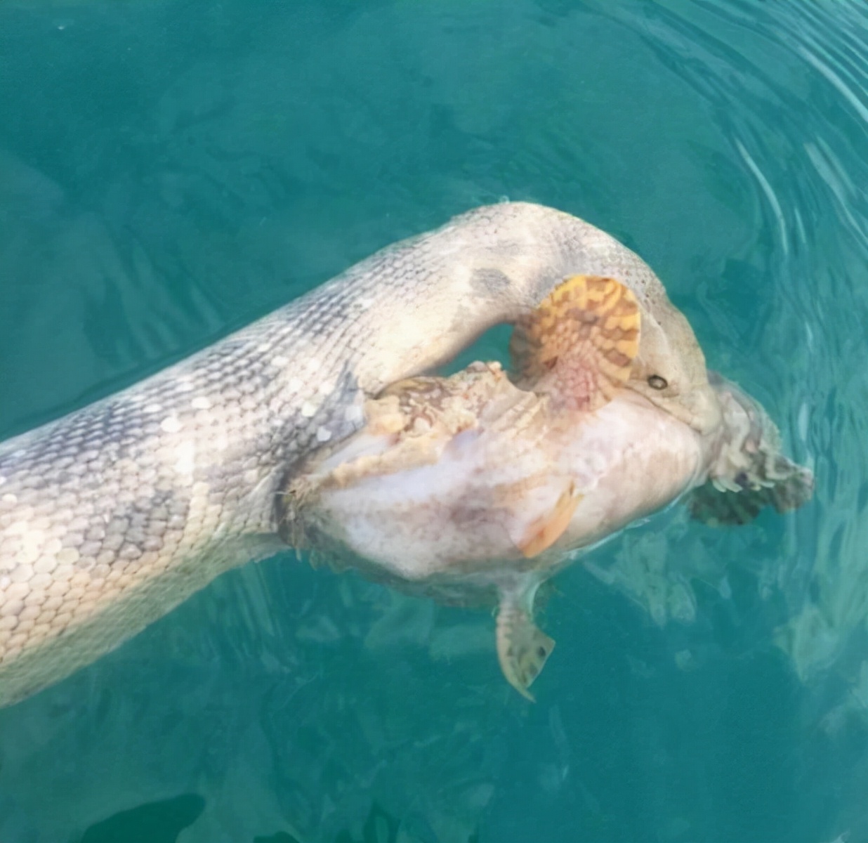 80张神奇偶然瞬间，环形闪电，海蛇和最毒石斑鱼互咬，骑骆驼拍照